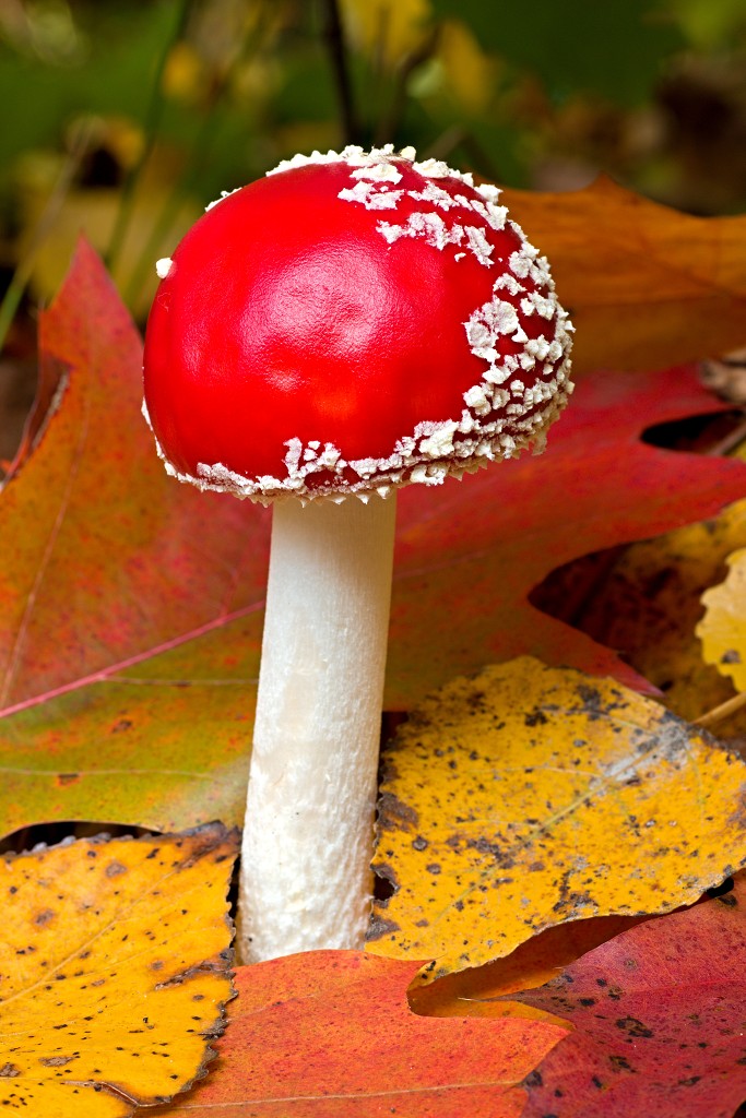 lente zomer herfst winter seizoen seizoenen voorjaar najaar hdr paddenstoelen bladeren mist regen sneeuw